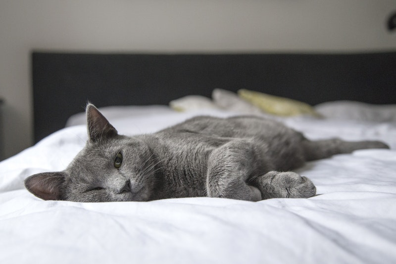 Karakteristik Kucing Stres Pindah Rumah
